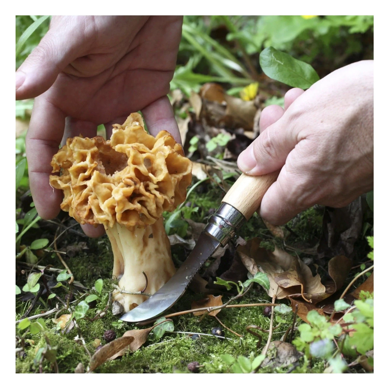 Opinel No.08 Stainless Steel Mushroom Knife 3 Opinel No.08 Stainless Steel Mushroom Knife - Image 3