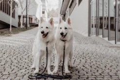 Butter Leather 3x Adjustable Dog Leash - Navy Blue By Molly And Stitch US -Campmor Outdoor Clothing 6R84c6QA