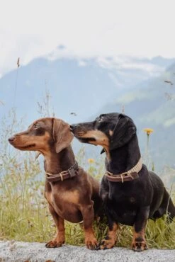 Touch Of Leather Dog Collar - Chocolate By Molly And Stitch US -Campmor Outdoor Clothing HgT707jg