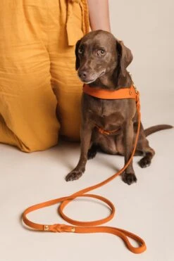 Butter Leather City Dog Leash - Mango By Molly And Stitch US -Campmor Outdoor Clothing Molly Stitch6414