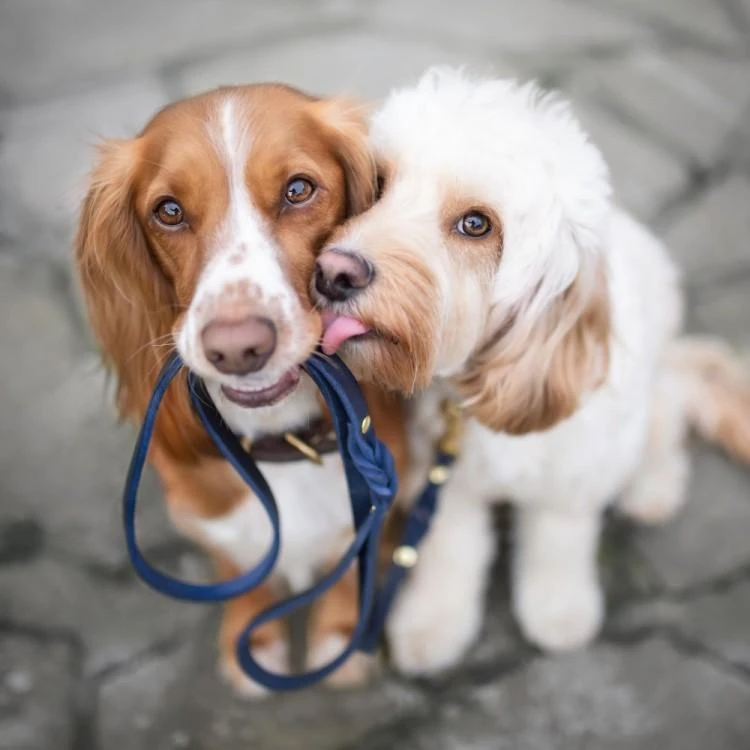 Butter Leather City Dog Leash - Navy Blue By Molly And Stitch US 7 Butter Leather City Dog Leash - Navy Blue By Molly And Stitch US - Image 7