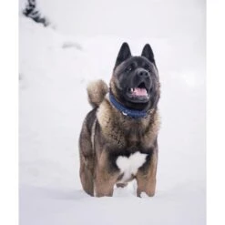 Touch Of Leather Dog Collar - Navy By Molly And Stitch US 12 Touch Of Leather Dog Collar - Navy By Molly And Stitch US -Campmor Outdoor Clothing touch of leather dog collar navy 1 54e53145 126a 4eb2 90b8 228b567f53a6