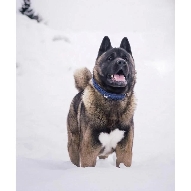 Touch Of Leather Dog Collar - Navy By Molly And Stitch US 6 Touch Of Leather Dog Collar - Navy By Molly And Stitch US - Image 6